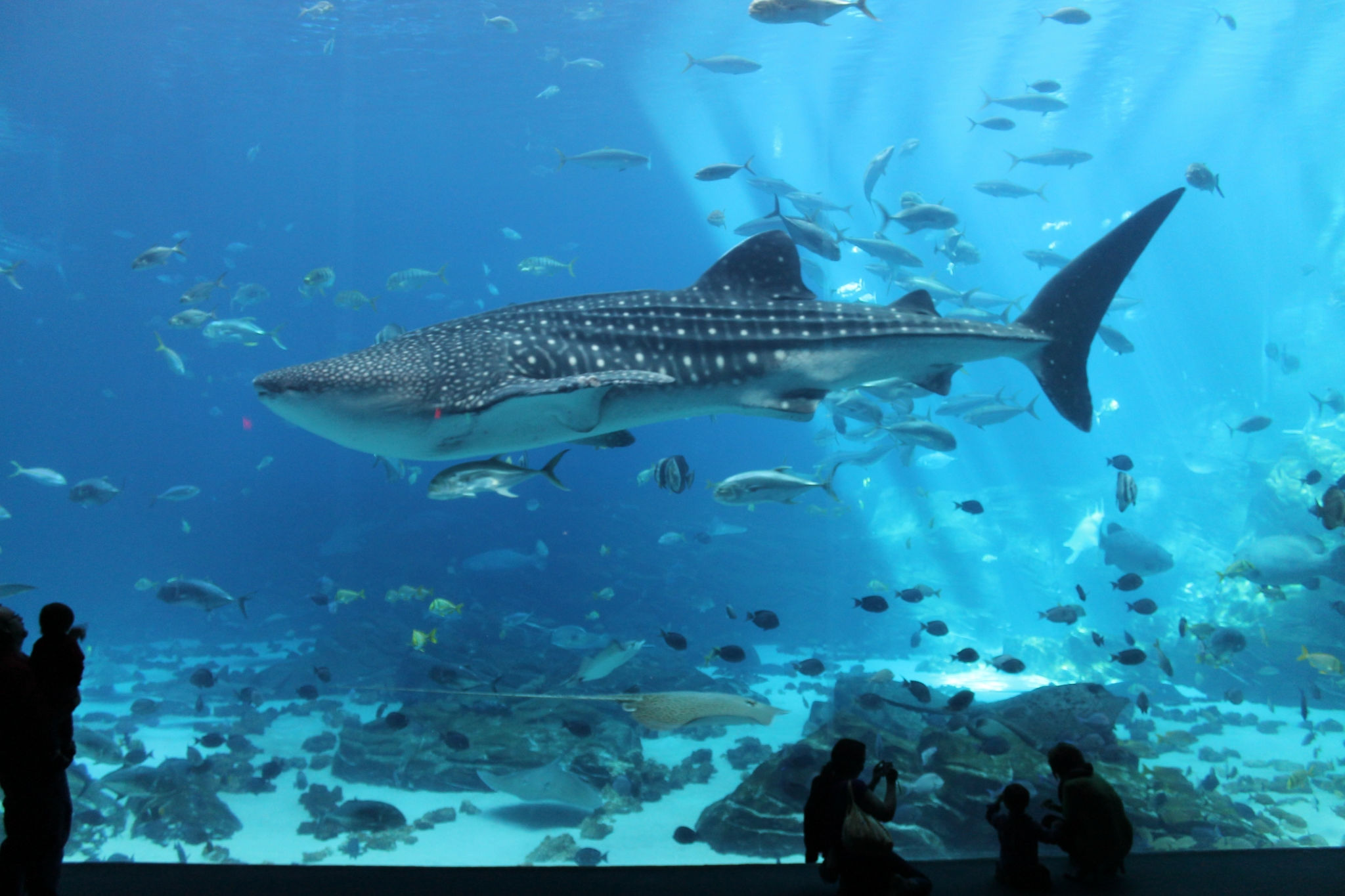 Hotels Near Georgia Aquarium  The Westin Peachtree Plaza, Atlanta